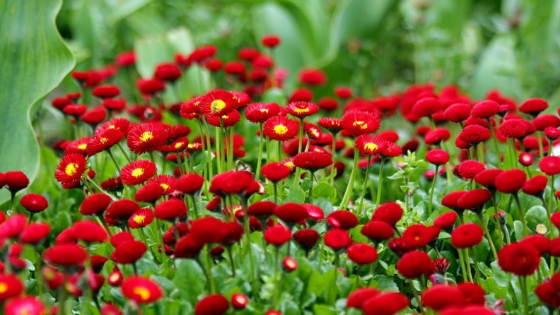 red_daisies.jpg