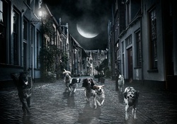 Moon and dogs