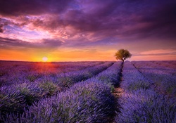 Sunset ower Lavender Field