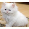 cute white fluffy kitty