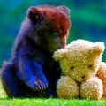 Bear and teddy bear