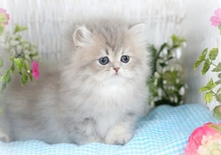 cute gray perssian kitten
