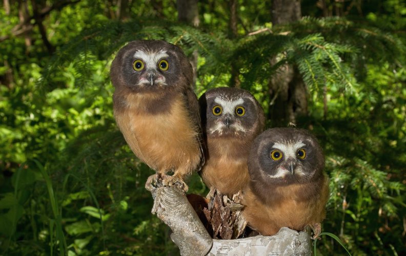 *** Owls ***