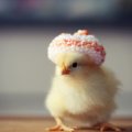 Chicken in hat