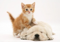 Kitty And Puppy