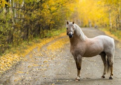 *** Autumn park and horse ***