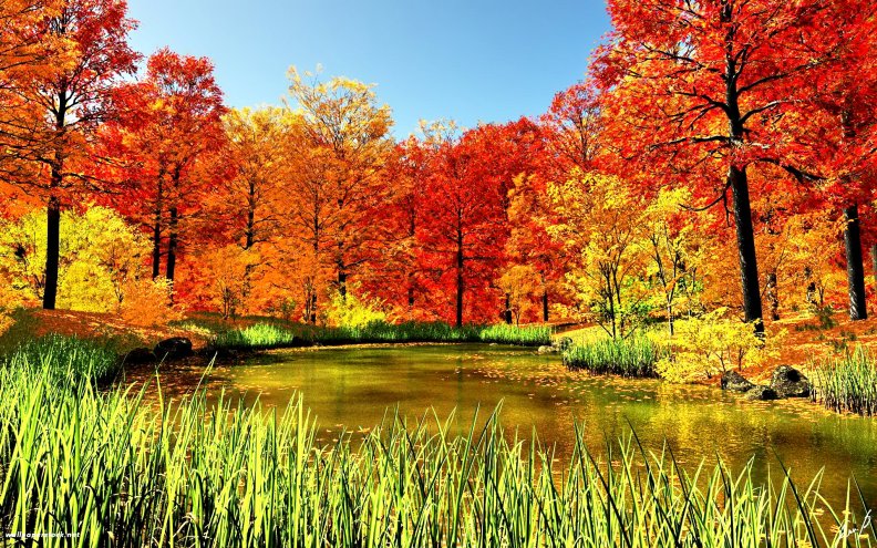 pond_in_autumn_with_red_forest_leaves.jpg