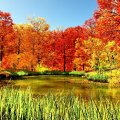 pond_in_autumn_with_red_forest_leaves.jpg