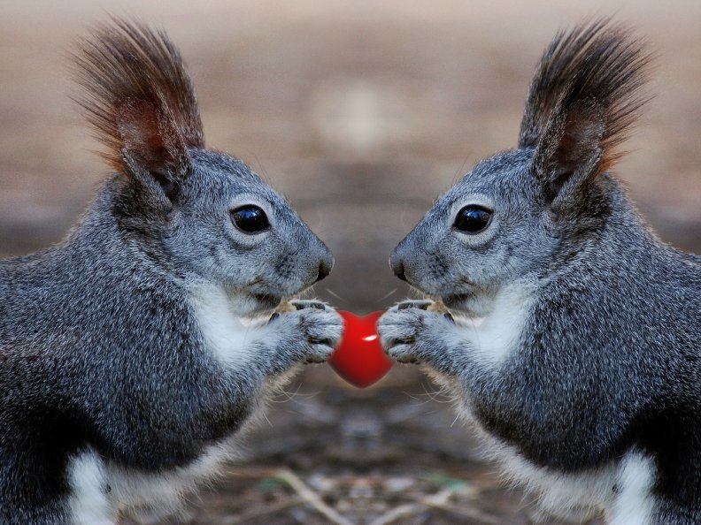 Squirrel Love!