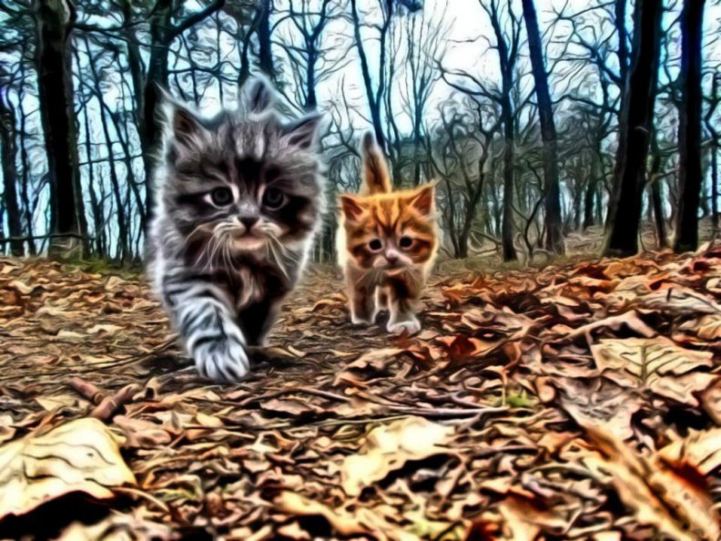 fract_cats.jpg