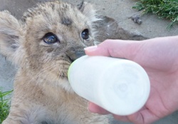 feeding cub