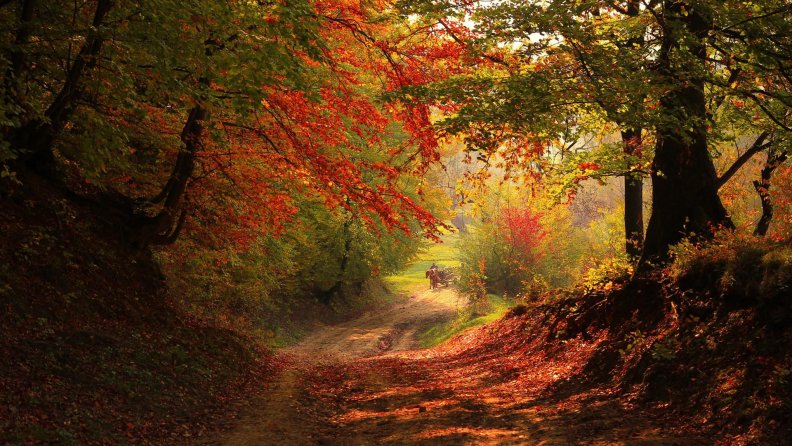 autumn_woods.jpg