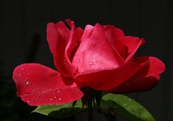 Sweet Red Rose