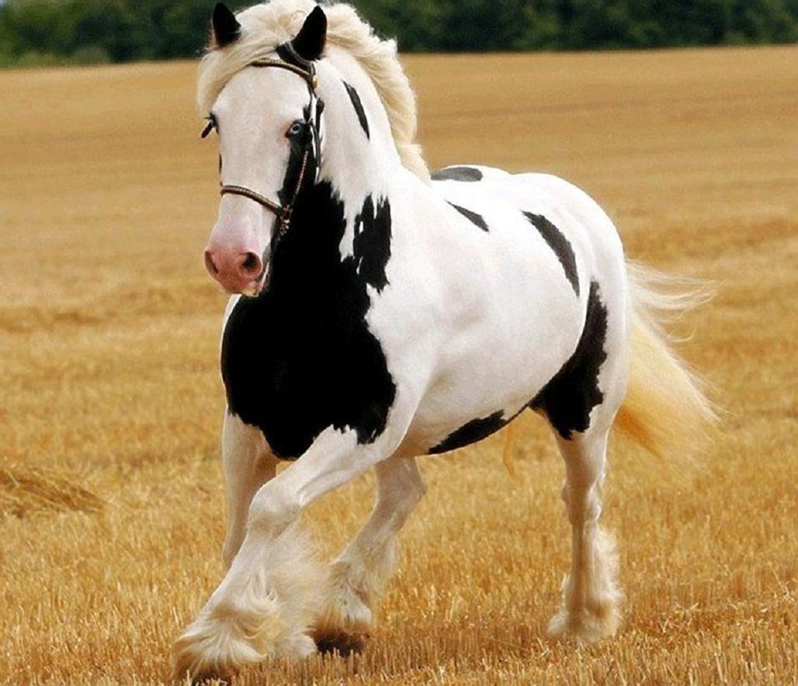 Animal Wallpaper / Horses Wallpapers | Download HD Wallpapers and Free  Images