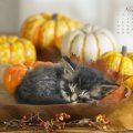 November kitty