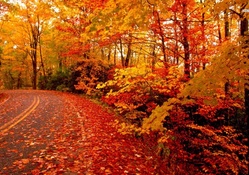Fallen Leaves on Autumn Road