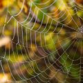 delicate spider web