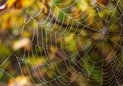 delicate spider web