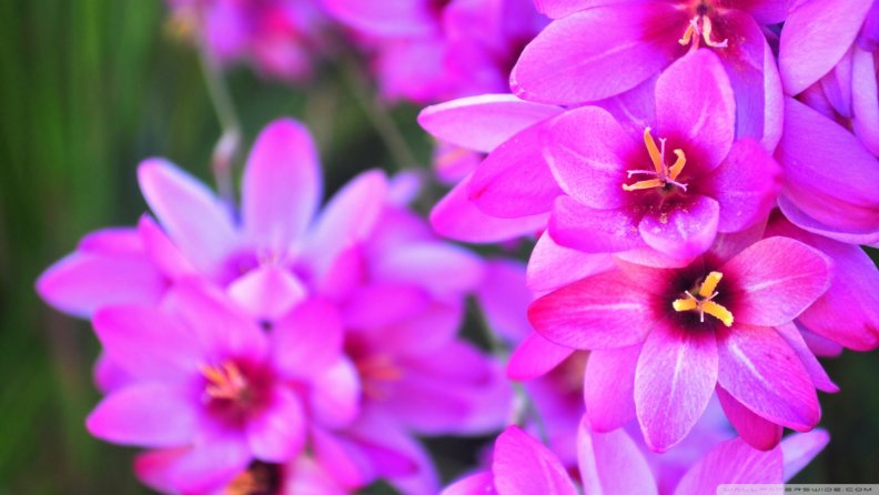 lovely_pink_flowers.jpg