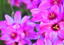Lovely Pink Flowers