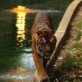 Sumatran_tiger