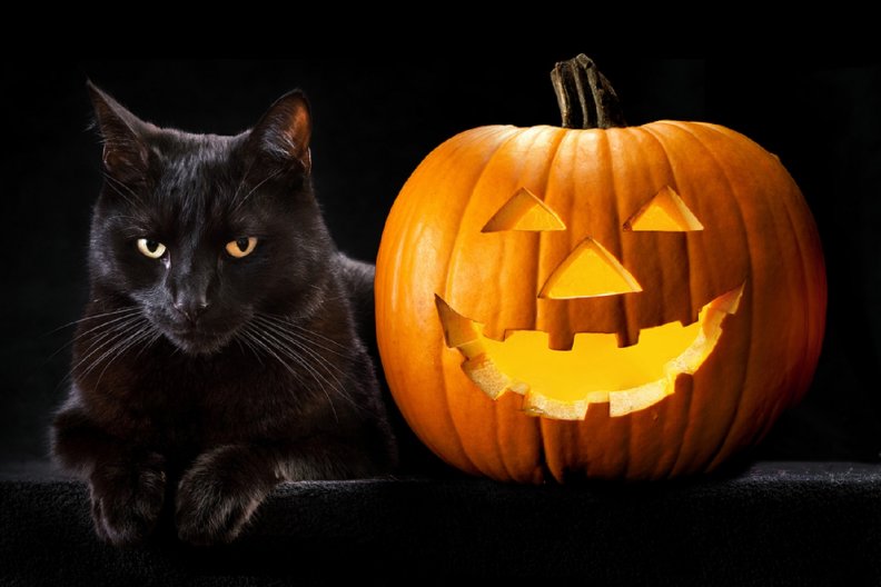 Halloween Black Cat Download HD Wallpapers and Free Images