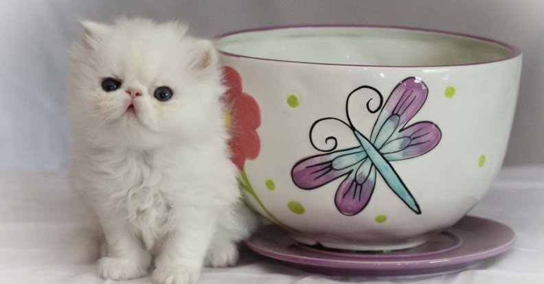 teacup_amp_cute_persian_kitty.jpg