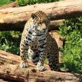 *** Leopard ***