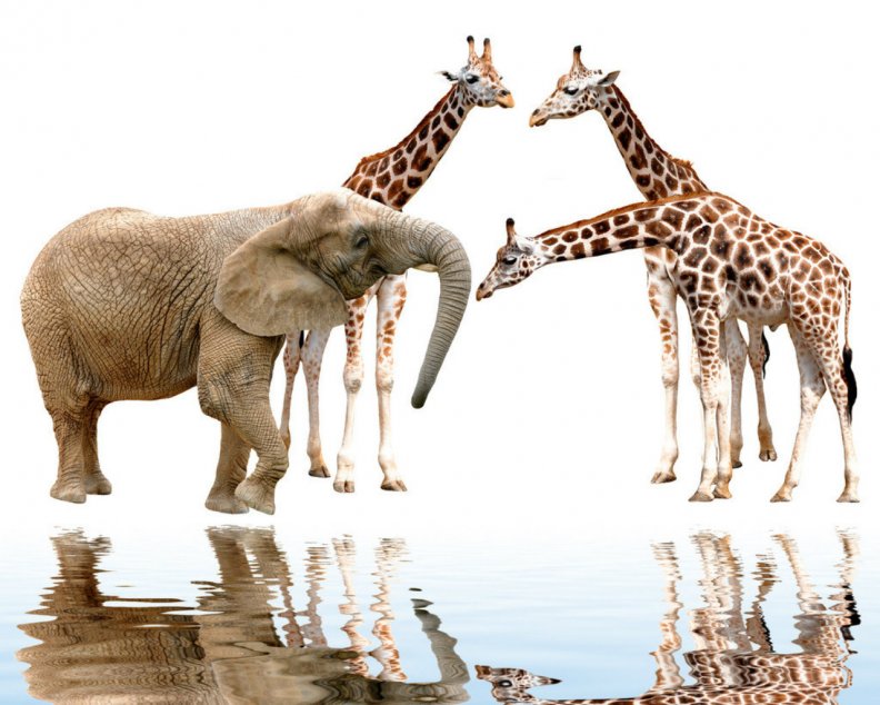 giraffes_and_elephant.jpg