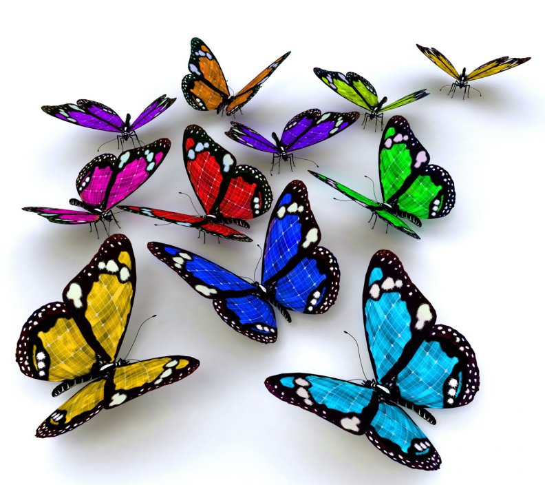 Colorful Butterflies Download Hd Wallpapers And Free Images