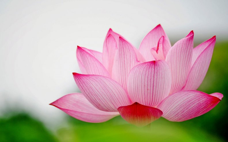 pink_lotus_beauty.jpg
