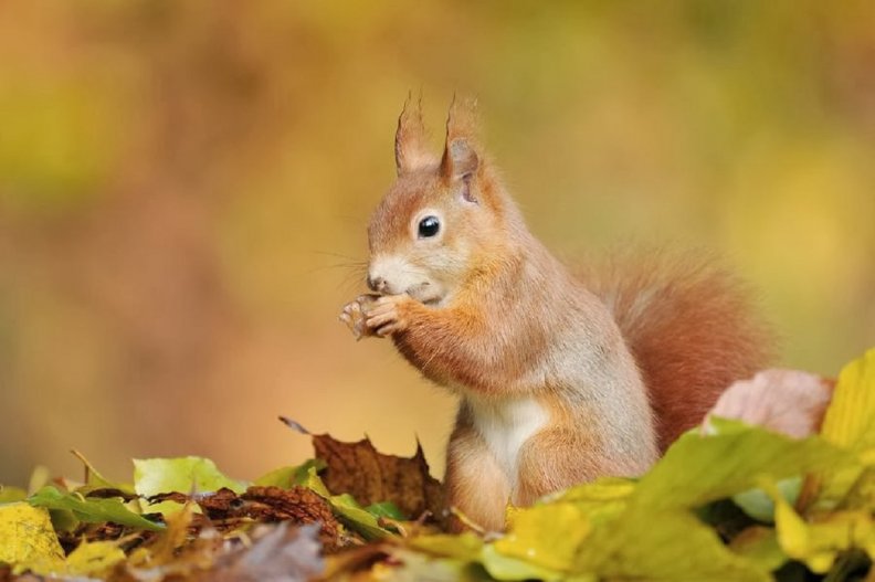 cute_squirrel_in_a_fall_leaves.jpg