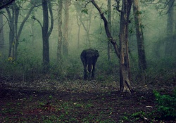 Elephant in Forest!
