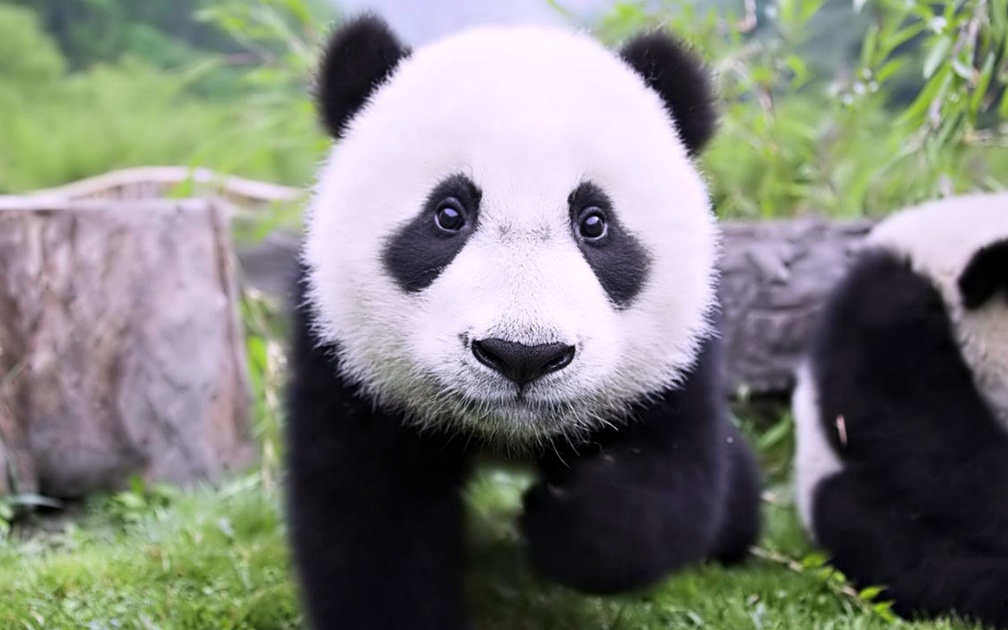 Baby Panda Bear