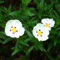Three White Flowers