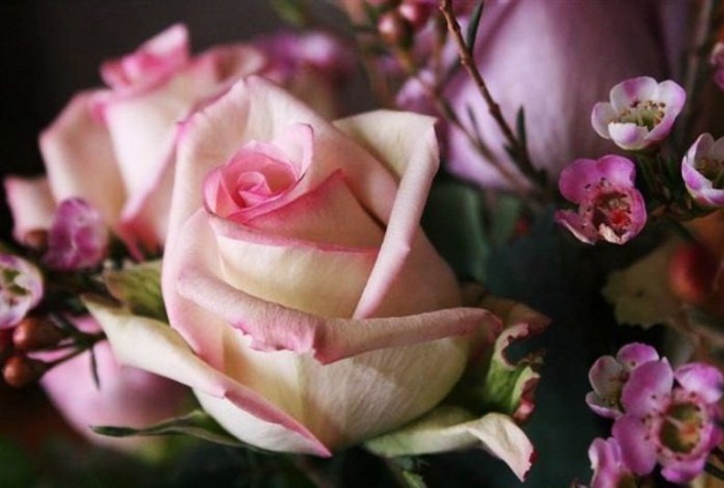 Lovely Roses