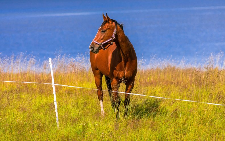 horse_on_meadow.jpg