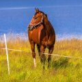 *** Horse on meadow ***