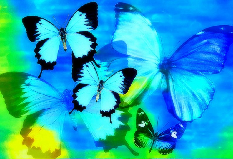 cool_colors_butterflies.jpg