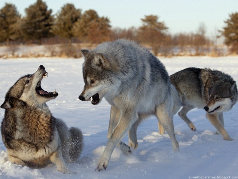 wolves_world.jpg