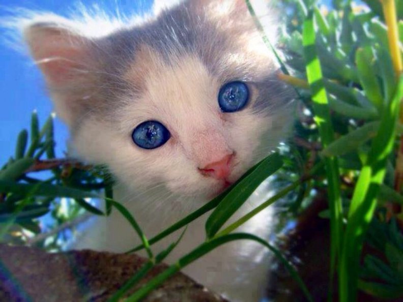 kitty.jpg