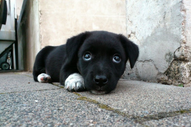cute_puppy_dog_eyes.jpg