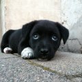 Cute Puppy Dog Eyes!