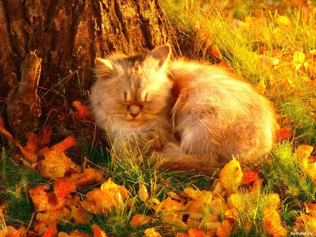 Autumn Nap