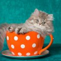 persian kitten in a teacup
