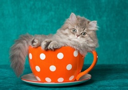 persian kitten in a teacup