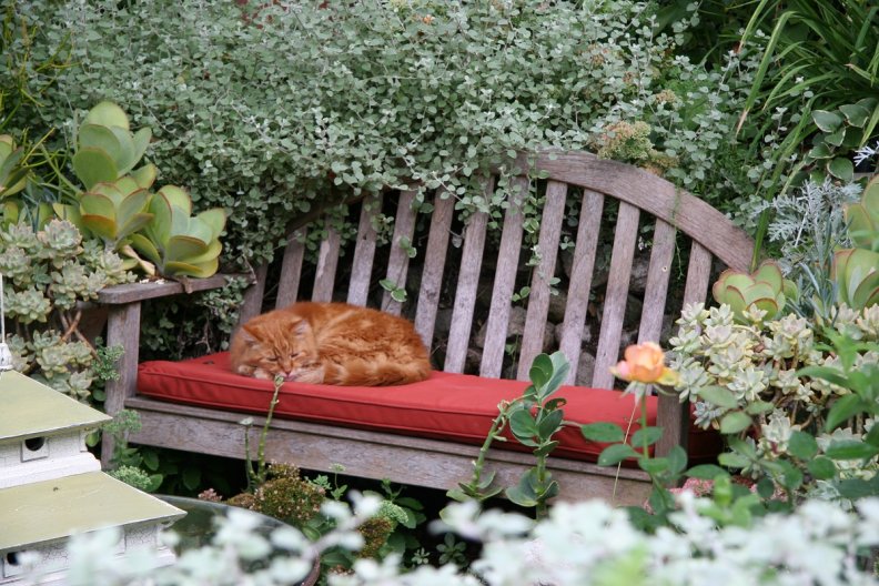 napping_on_a_garden_bench.jpg
