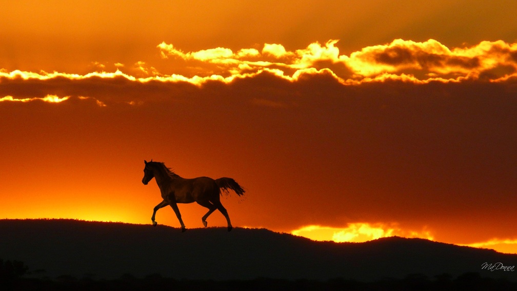 Horse in Horizon
