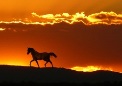 Horse in Horizon
