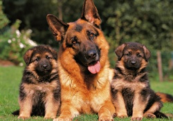 Shepherd Mom and Pups